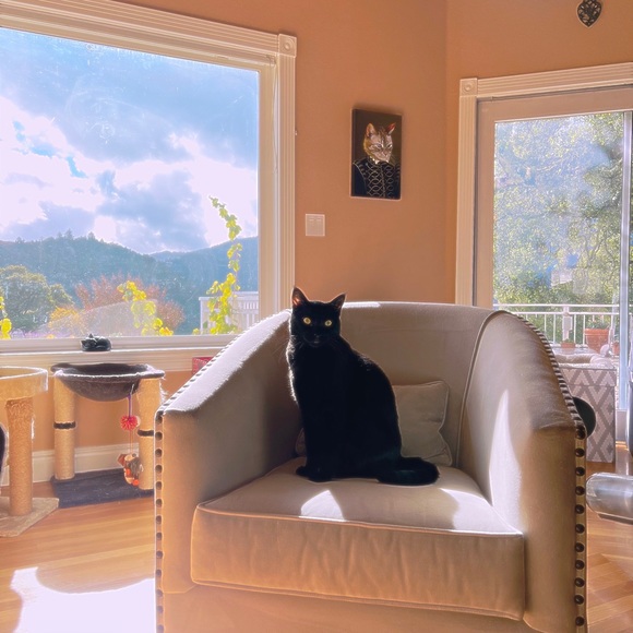 Hoarding Dresses Since 1985 - Picture 5 of 9